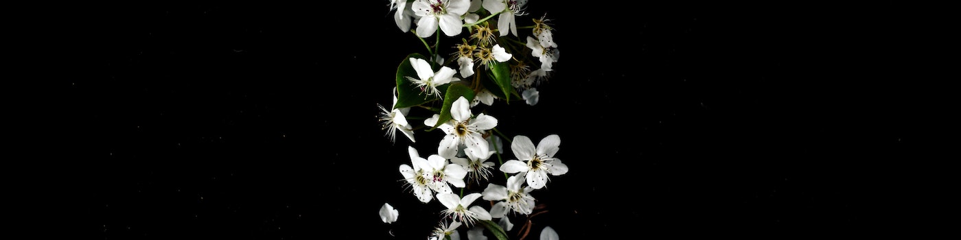 moflic_flowers_white_flowers
