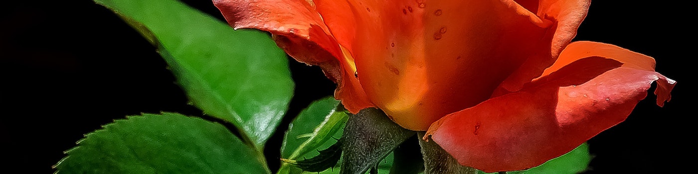 moflic_flowers_red_roses